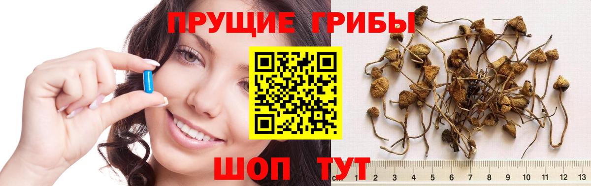 где найти наркотики  Псилоцибиновые грибы Psilocybine cubensis  Вход с VPN  Нижний Новгород 